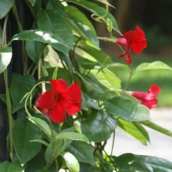 Fast Growing Trees Mandevilla 'Crimson Red' Shrub See All Shrubs & Hedges 11 Fast Growing Trees Mandevilla 'Crimson Red' Shrub See All Shrubs & Hedges