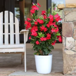 Fast Growing Trees Mandevilla 'Crimson Red' Shrub See All Shrubs & Hedges