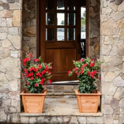 Fast Growing Trees Mandevilla 'Crimson Red' Shrub See All Shrubs & Hedges 10 Fast Growing Trees Mandevilla 'Crimson Red' Shrub See All Shrubs & Hedges