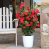 Fast Growing Trees Mandevilla 'Crimson Red' Shrub See All Shrubs & Hedges
