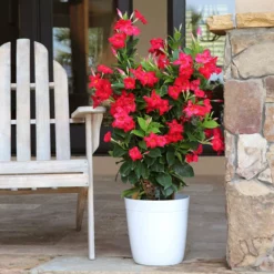 Fast Growing Trees Mandevilla 'Crimson Red' Shrub See All Shrubs & Hedges