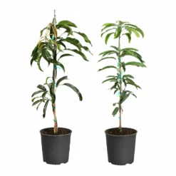 Fast Growing Trees Mango Kit