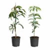 Fast Growing Trees Mango Kit