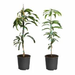 Fast Growing Trees Mango Kit