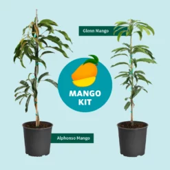 Fast Growing Trees Glenn Mango Tree