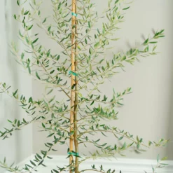 Fast Growing Trees Manzanillo Olive Tree Olive Trees