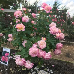 Fast Growing Trees Marc Chagall™ Rose Roses
