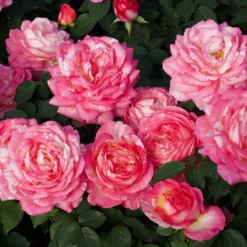 Fast Growing Trees Marc Chagall™ Rose Tree Rose Trees