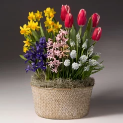 Fast Growing Trees Easter Bulb Garden Tabletop Bulb Gardens