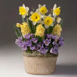 Fast Growing Trees Sunny Day Bulb Garden