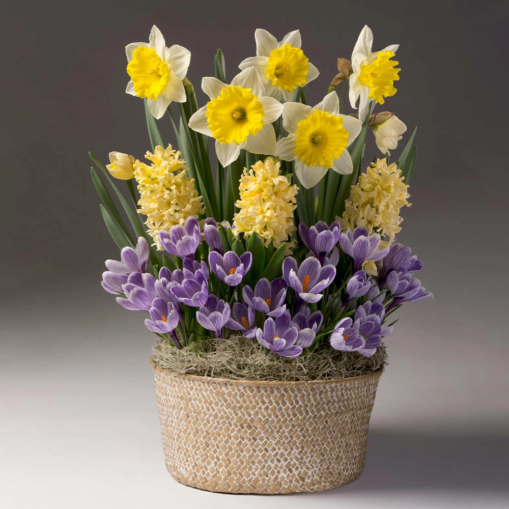 Fast Growing Trees Sunny Day Bulb Garden 4 Fast Growing Trees Sunny Day Bulb Garden