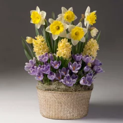 Fast Growing Trees Sunny Day Bulb Garden