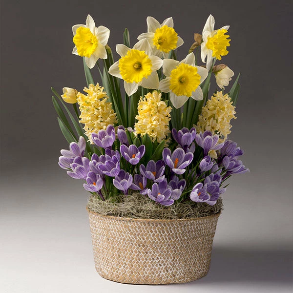 Fast Growing Trees Sunny Day Bulb Garden 3 Fast Growing Trees Sunny Day Bulb Garden