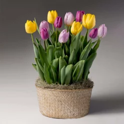 Fast Growing Trees Tabletop Bulb Gardens Love Note Tulip Trio 5 Fast Growing Trees Tabletop Bulb Gardens Love Note Tulip Trio