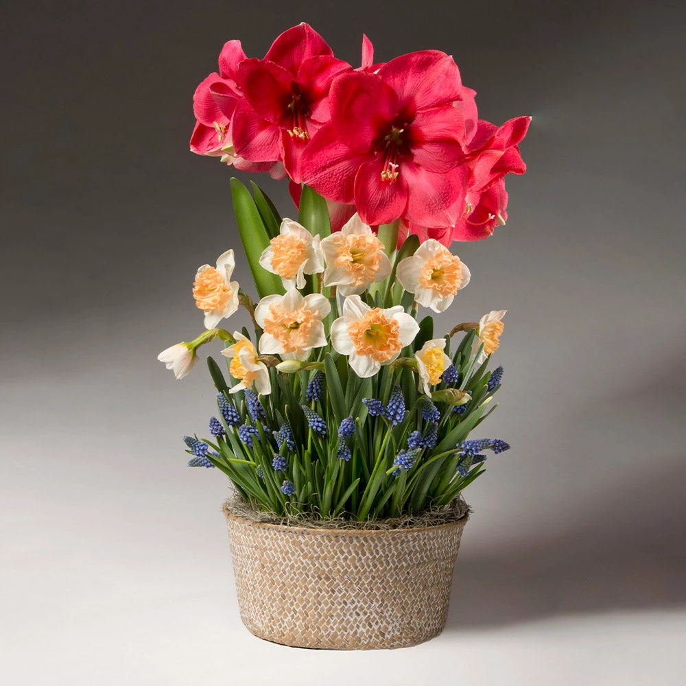 Fast Growing Trees Spring Daze Bulb Garden 4 Fast Growing Trees Spring Daze Bulb Garden