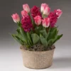 Fast Growing Trees Tabletop Bulb Gardens Valentine's Day Garden With Seagrass Pot