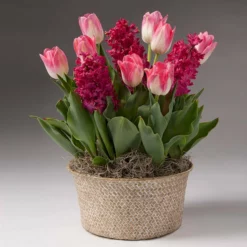 Fast Growing Trees Tabletop Bulb Gardens Valentine's Day Garden With Seagrass Pot