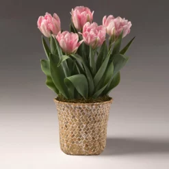 Fast Growing Trees Spring Blooming Tulip Bulbs Pot
