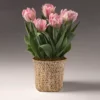 Fast Growing Trees Spring Blooming Tulip Bulbs Pot