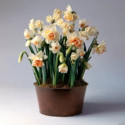 Fast Growing Trees Happily Ever After Narcissus Trio Tabletop Bulb Gardens
