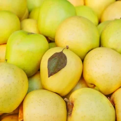 Fast Growing Trees Mutsu (Crispin) Apple Tree Apple Trees