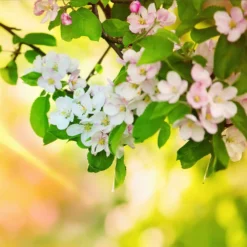 Fast Growing Trees Mutsu (Crispin) Apple Tree Apple Trees