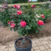 Fast Growing Trees Maurice Utrillo™ Rose Tree 2 Fast Growing Trees Maurice Utrillo™ Rose Tree