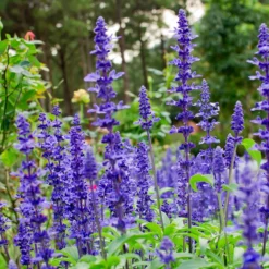 Fast Growing Trees May Night Salvia