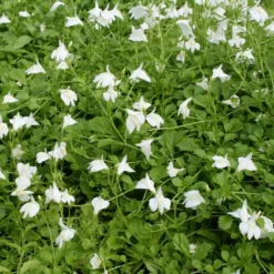 Fast Growing Trees Creeping Mazus Plants For Wet Areas