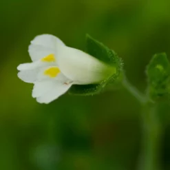Fast Growing Trees Creeping Mazus Plants For Wet Areas