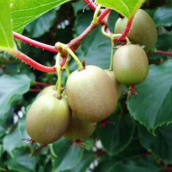 Fast Growing Trees Meader Hardy Kiwi