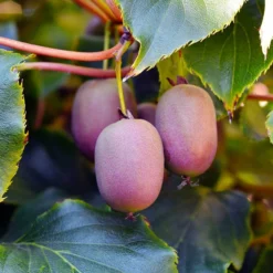 Fast Growing Trees Meader Hardy Kiwi