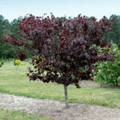 Fast Growing Trees Merlot Redbud Tree