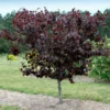 Fast Growing Trees Merlot Redbud Tree