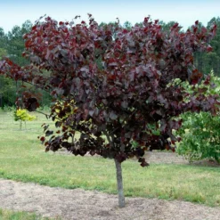 Fast Growing Trees Merlot Redbud Tree