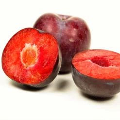 Fast Growing Trees Methley Plum Tree Plum Trees 11 Fast Growing Trees Methley Plum Tree Plum Trees