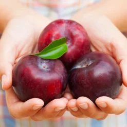 Fast Growing Trees Methley Plum Tree Plum Trees 10 Fast Growing Trees Methley Plum Tree Plum Trees