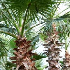 Fast Growing Trees Mexican Fan Palm Tree