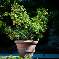 Fast Growing Trees Citrus Trees Meyer Lemon Bush