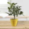 Fast Growing Trees Citrus Trees Meyer Lemon Gift Tree