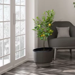 Fast Growing Trees Our Newest Arrivals Meyer Lemon Tree