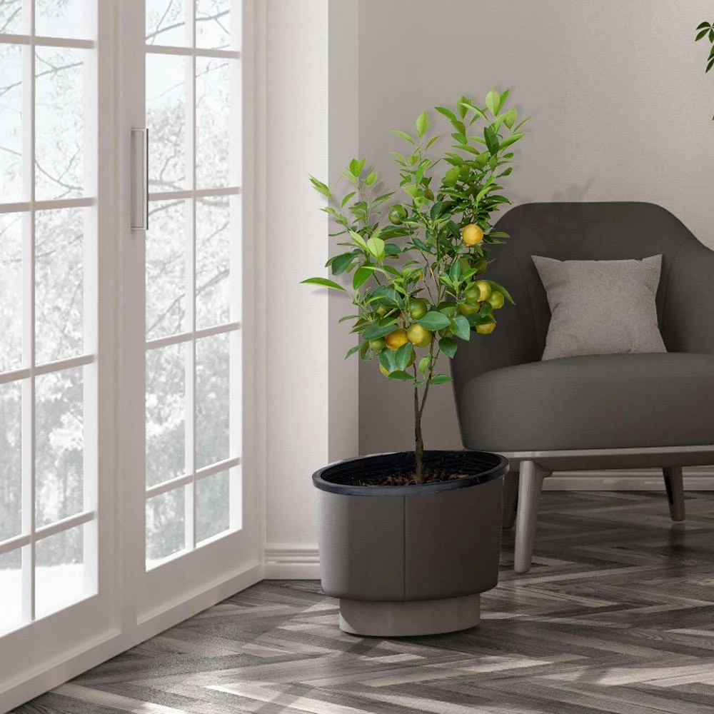 Fast Growing Trees Meyer Lemon Tree - USDA Organic 6 Fast Growing Trees Meyer Lemon Tree - USDA Organic