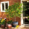 Fast Growing Trees Our Newest Arrivals Meyer Lemon Tree 1 Fast Growing Trees Our Newest Arrivals Meyer Lemon Tree