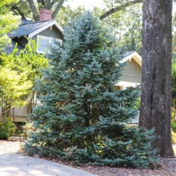 Fast Growing Trees Meyer Spruce Tree