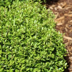 Fast Growing Trees Micron® Holly Shrub Holly Trees