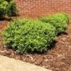 Fast Growing Trees Micron® Holly Shrub Holly Trees