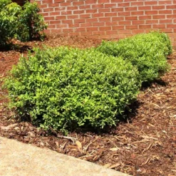 Fast Growing Trees Micron® Holly Shrub Holly Trees