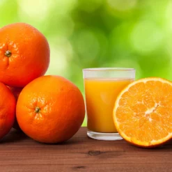 Fast Growing Trees Midknight Valencia Orange Citrus Trees