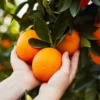 Fast Growing Trees Midknight Valencia Orange Citrus Trees