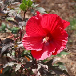 Fast Growing Trees See All Flowering Trees Midnight Marvel Hardy Hibiscus